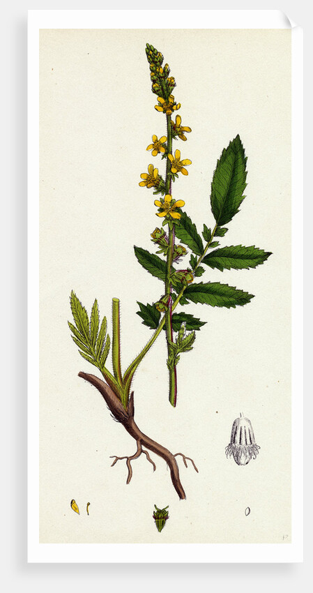Agrimonia Eupatoria Common Agrimony by Anonymous
