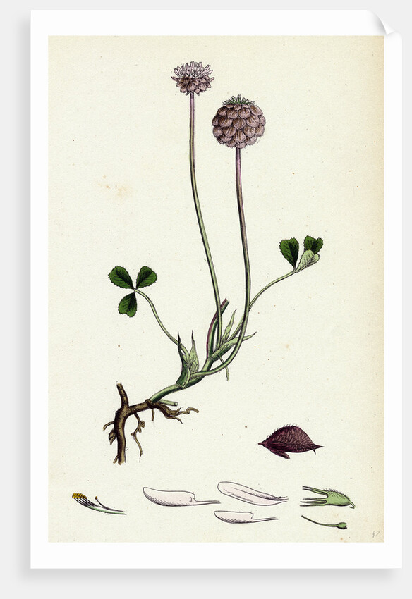 Trifolium Fragiferum Strawberry-Headed Trefoil by Anonymous