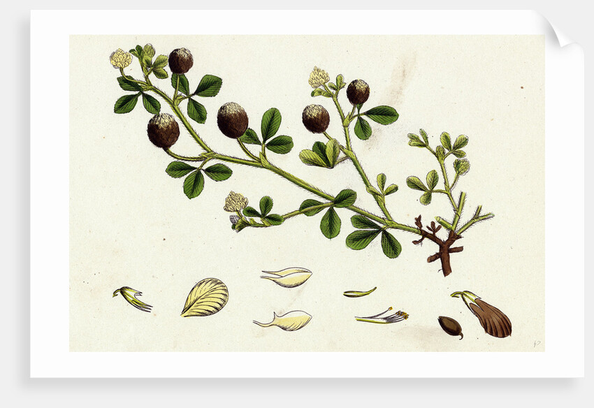 Trifolium Procumbens Hop Trefoil by Anonymous