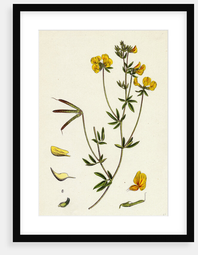 Lotus Tenuis Slender Bird's-Foot Trefoil by Anonymous