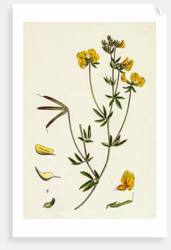 Lotus Tenuis Slender Bird's-Foot Trefoil by Anonymous