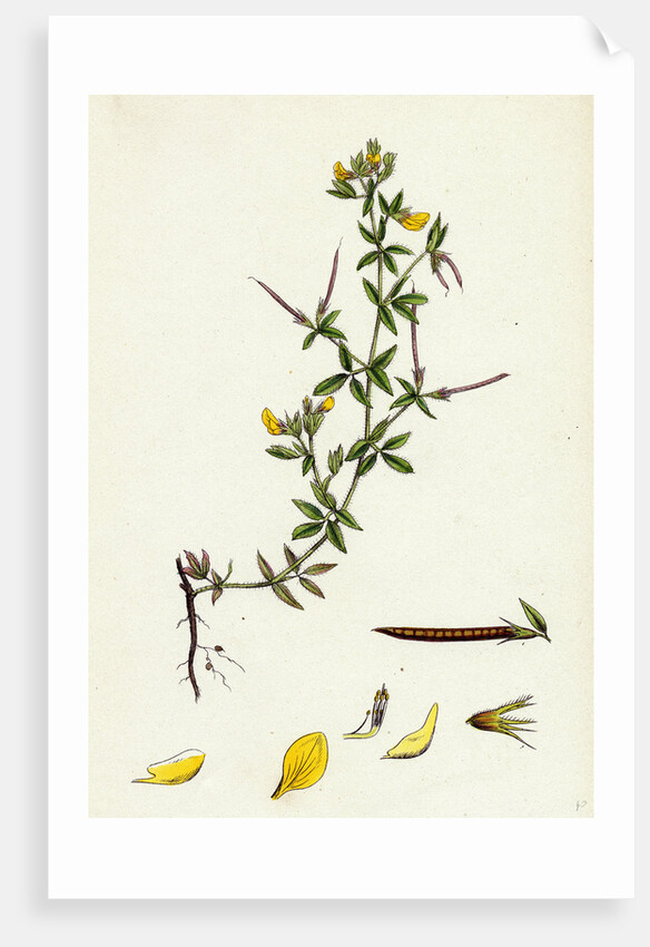 Lotus Diffusus Long-Podded Small Bird's-Foot Trefoil by Anonymous