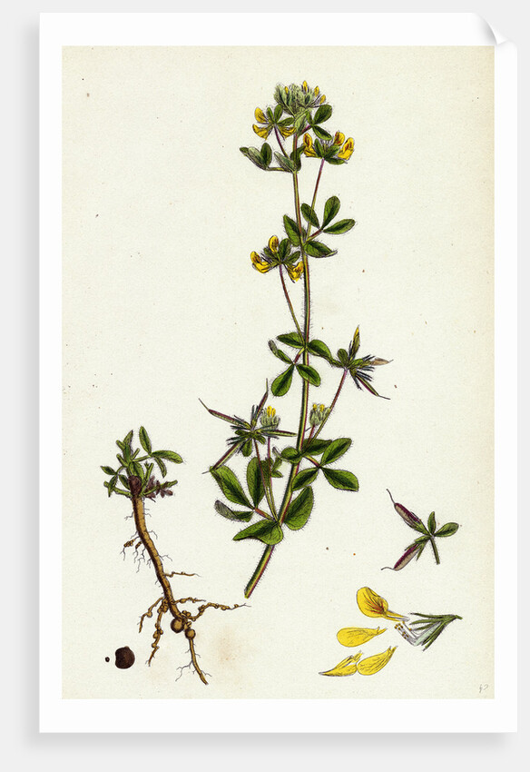 Lotus Hispidus Short-Podded Small Bird's-Foot Trefoil by Anonymous