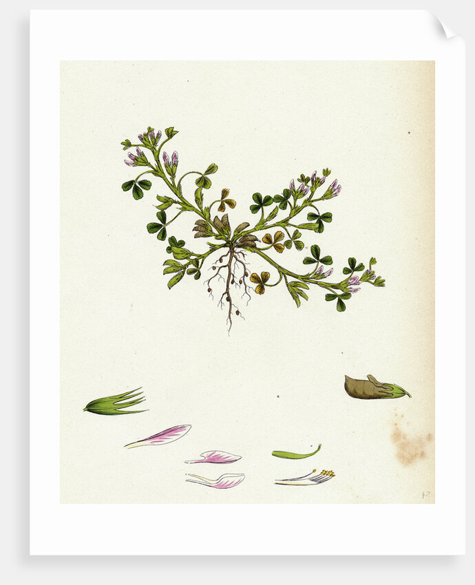 Trigonella Ornithopodioides Bird's-Foot Fenugreek by Anonymous