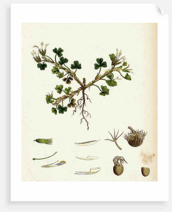 Trifolium Subterraneum Subterranean Trefoil by Anonymous