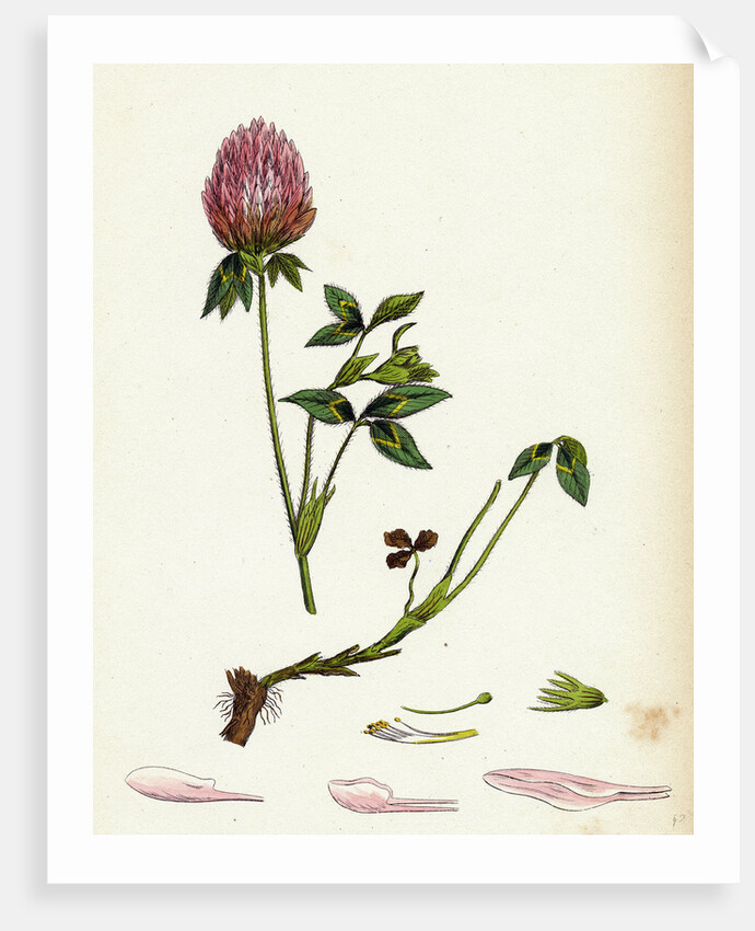 Trifolium Pratense Red Clover by Anonymous