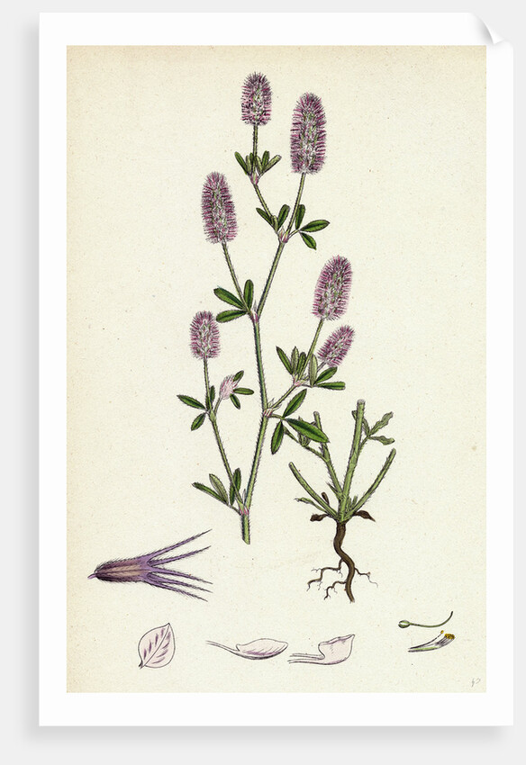 Trifolium Arvense Hare's-Foot Trefoil by Anonymous