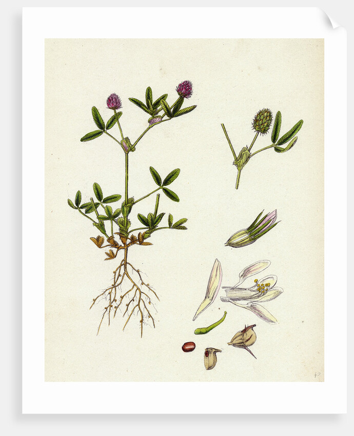 Trifolium Strictum Upright Round-Headed Trefoil by Anonymous