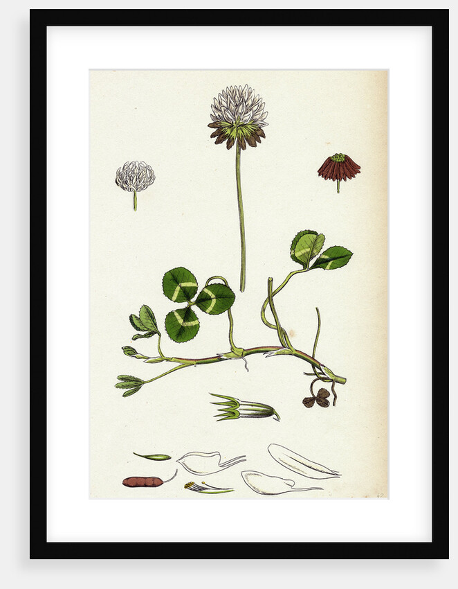 Trifolium Repens White Clover by Anonymous
