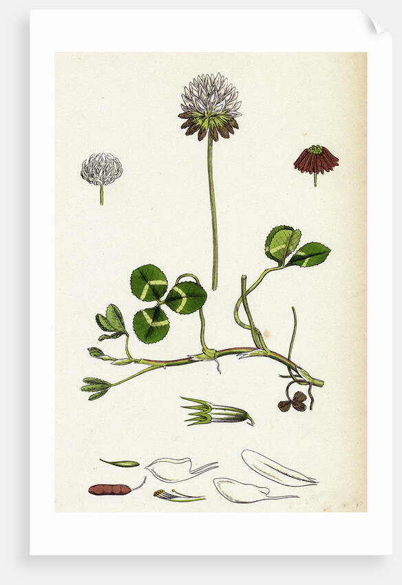 Trifolium Repens White Clover by Anonymous