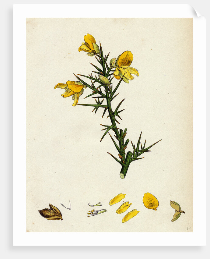 Ulex Europaeus Common Furze by Anonymous