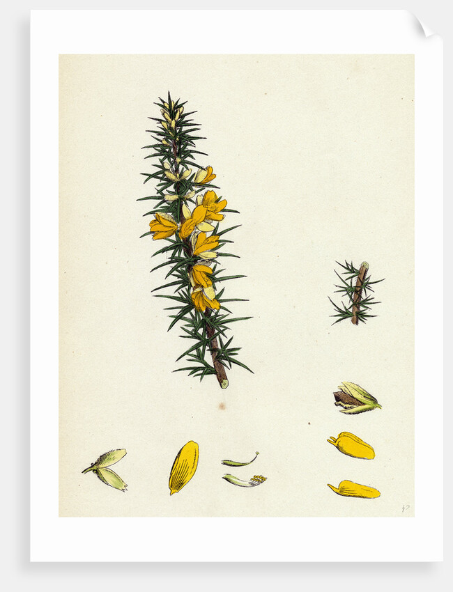 Ulex Eu-Nanus Dwarf Furze by Anonymous