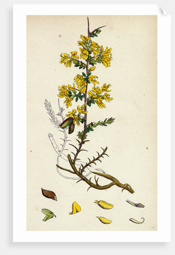 Genista Anglica Needle Furze by Anonymous