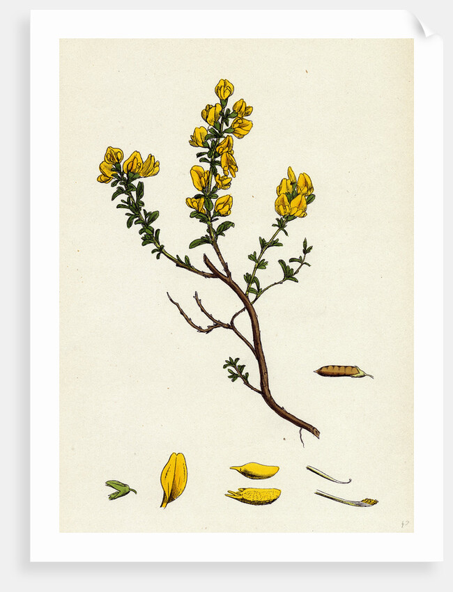 Genista Pilosa Hairy Green-Weed by Anonymous