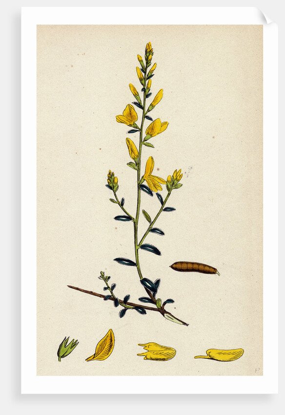 Genista Tinctoria Dyer's Green-Weed by Anonymous