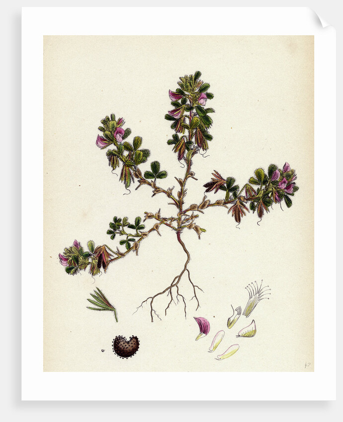 Ononis Reclinata Small Spreading Rest-Harrow by Anonymous