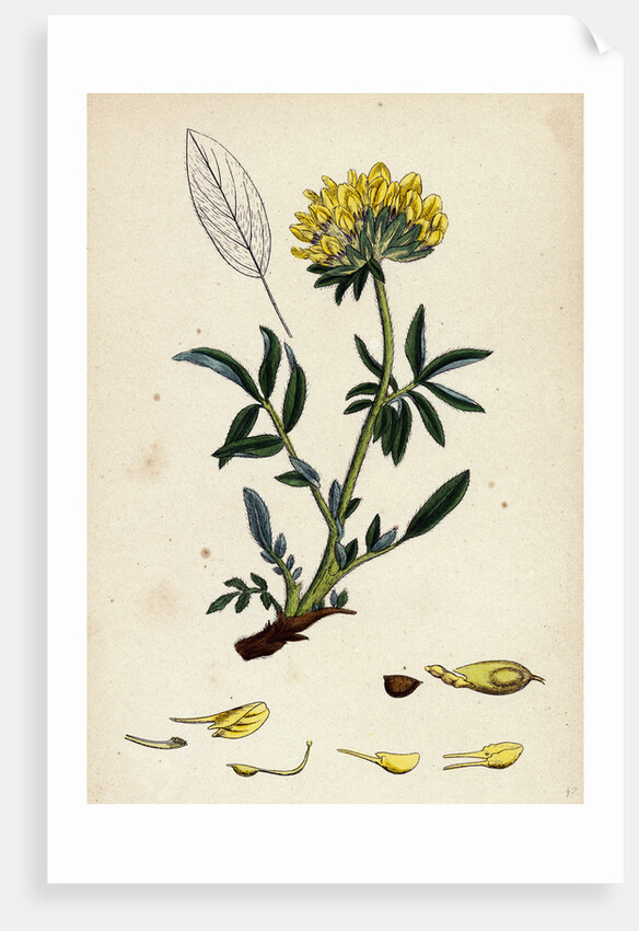Anthyllis Vulneraria Common Kidney Vetch by Anonymous