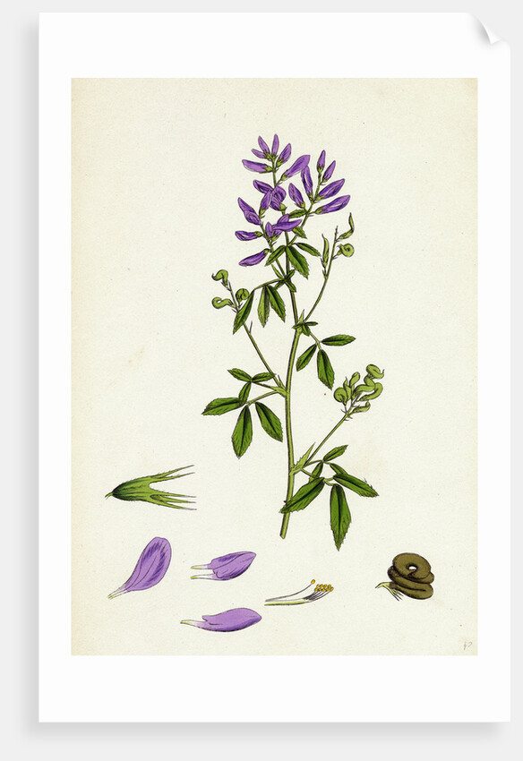 Medicago Sativa Common Lucerne by Anonymous