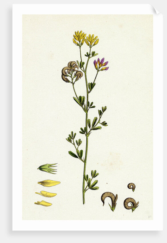 Medicago Sylvestris Fries' Lucerne by Anonymous