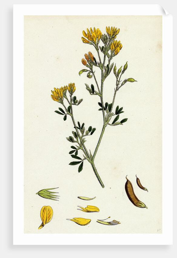 Medicago Eu-Falcata Yellow Lucerne by Anonymous