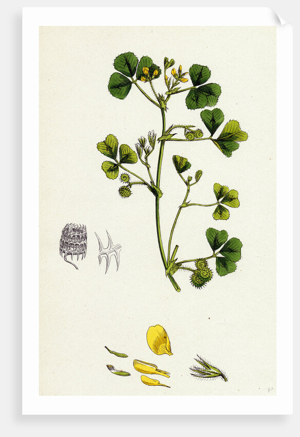 Medicago Maculata Spotted Medick by Anonymous