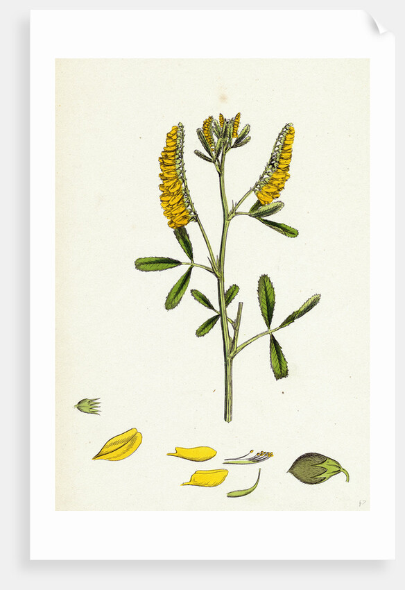 Melilotus Officinalis Common Melilot by Anonymous
