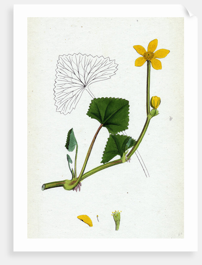 Caltha Radicans Creeping Marsh-Marygold by Anonymous