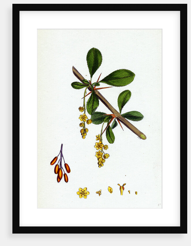 Berberis Vulgaris Common Barberry by Anonymous