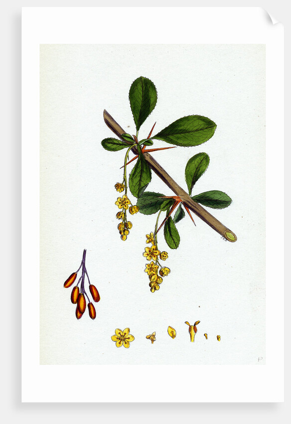 Berberis Vulgaris Common Barberry by Anonymous