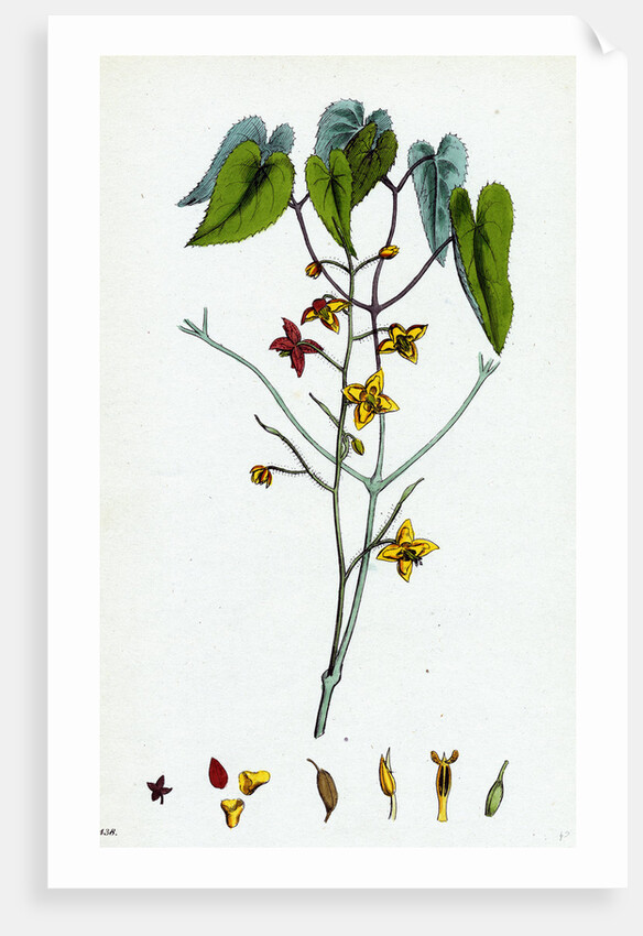 Epimedium Alpinum Alpine Barren Wort by Anonymous