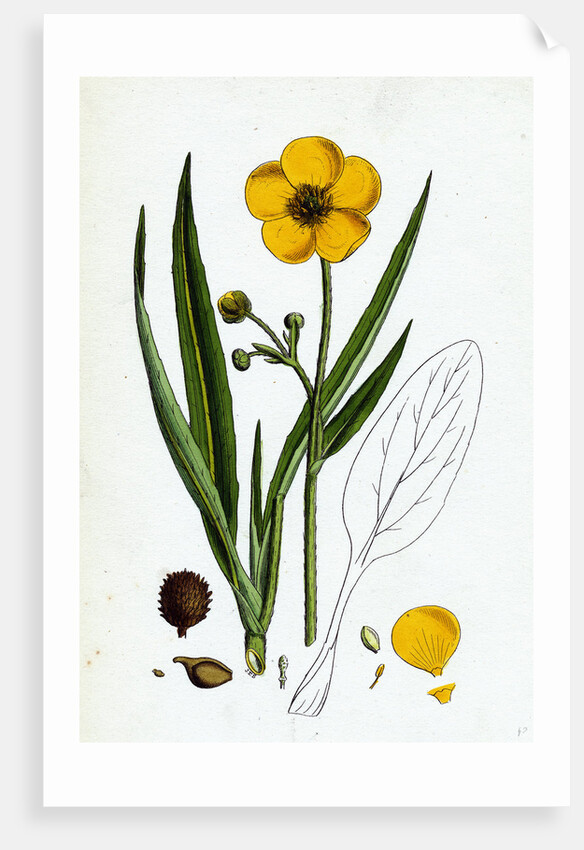 Ranunculus Lingua Greater Spearwort by Anonymous