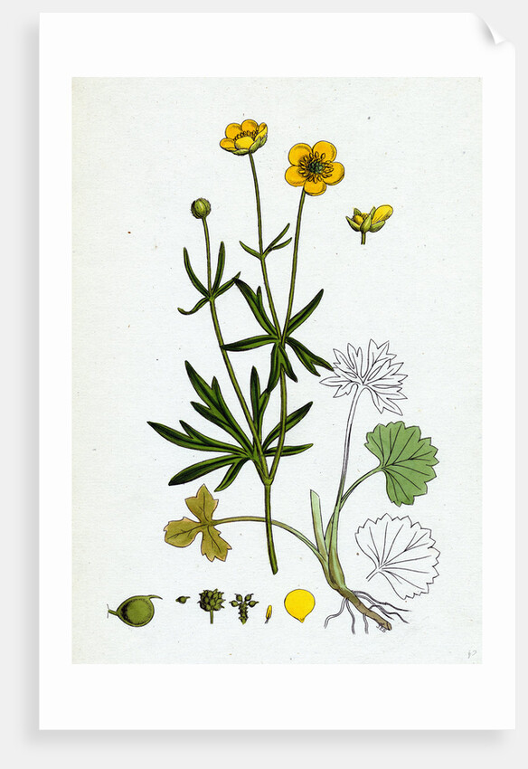 Ranunculus Auricornus Wood Crowfoot by Anonymous