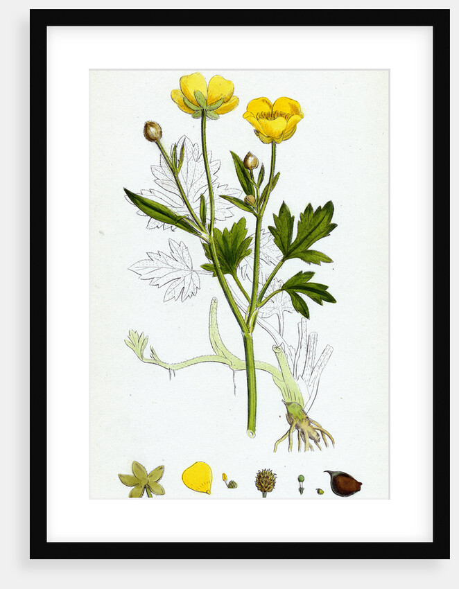 Ranunculus Repens Creeping Crowfoot by Anonymous