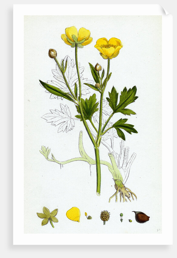 Ranunculus Repens Creeping Crowfoot by Anonymous