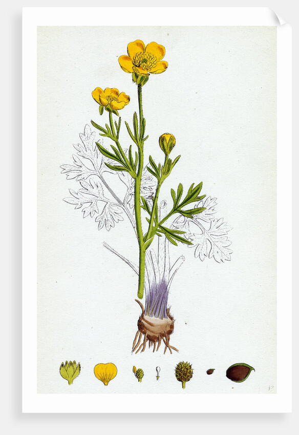Ranunculus Bulbosus Bulbous Crowfoot by Anonymous