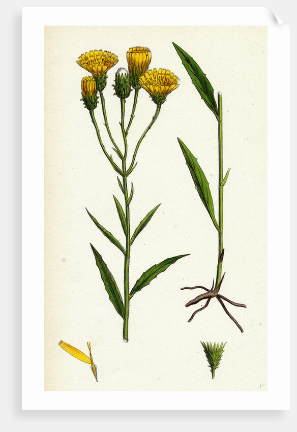 Hieracium Umbellatum Narrow-Leaved Hawkweed by Anonymous