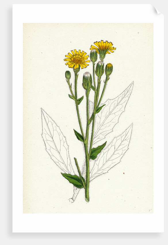 Hieracium Boreale Broad-Leaved Hawkweed by Anonymous