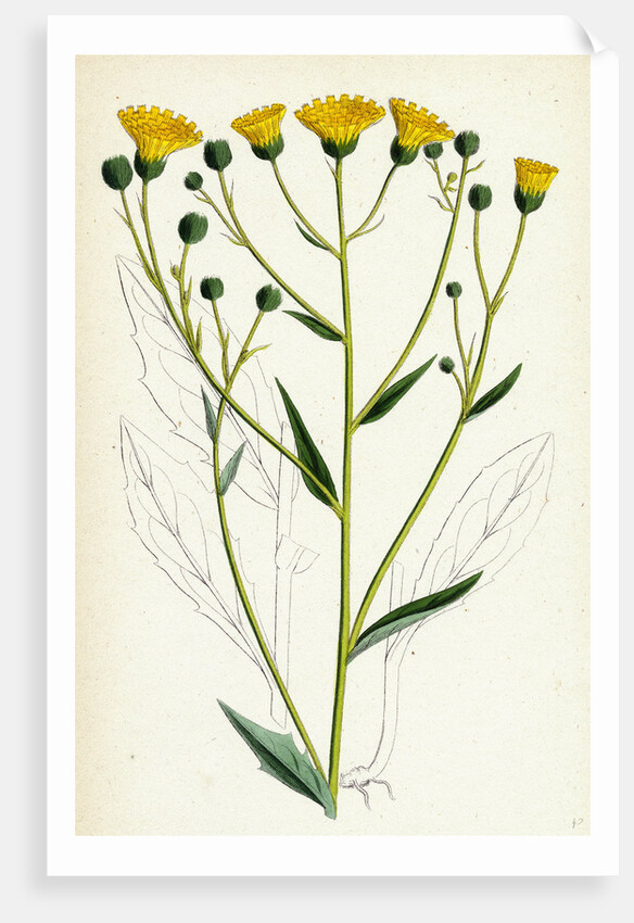 Hieracium Corymbosum Corymbose Hawkweed by Anonymous