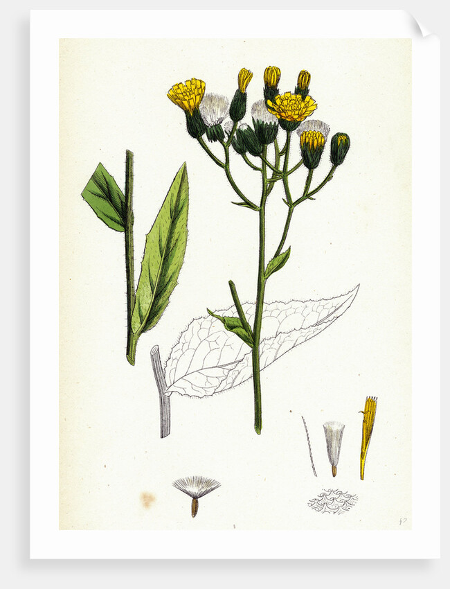 Hieracium Strictum Straight-Branched Hawkweed by Anonymous