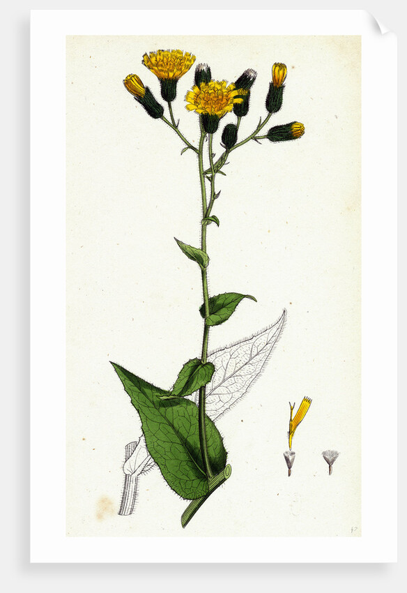 Hieracium Prenanthoides Rough-Leaved Hawkweed by Anonymous