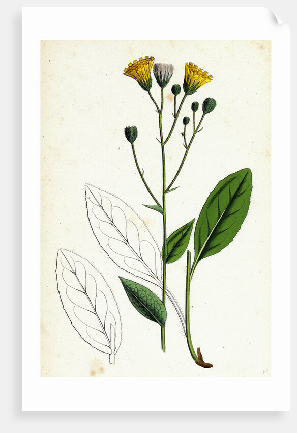 Hieracium Borreri Borrer's Hawkweed by Anonymous