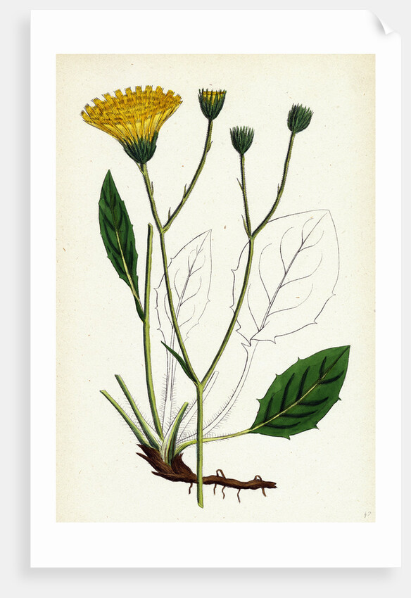 Hieracium Anglicum Var. Genuinum English Hawkweed Var. A. by Anonymous