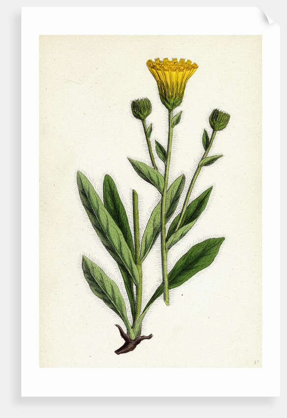 Hieracium Villosum Shaggy Hawkweed by Anonymous