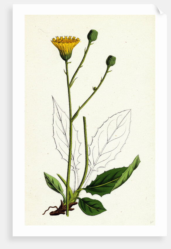 Hieracium Pallidum Pale Hawkweed by Anonymous