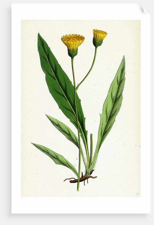 Hieracium Argenteum Silvery Hawkweed by Anonymous