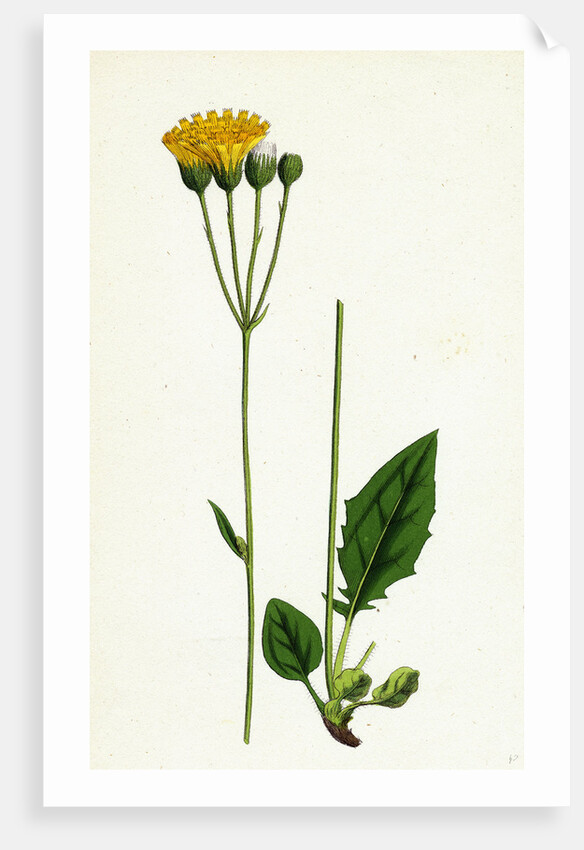 Hieracium Aggregatum Compact Hawkweed by Anonymous