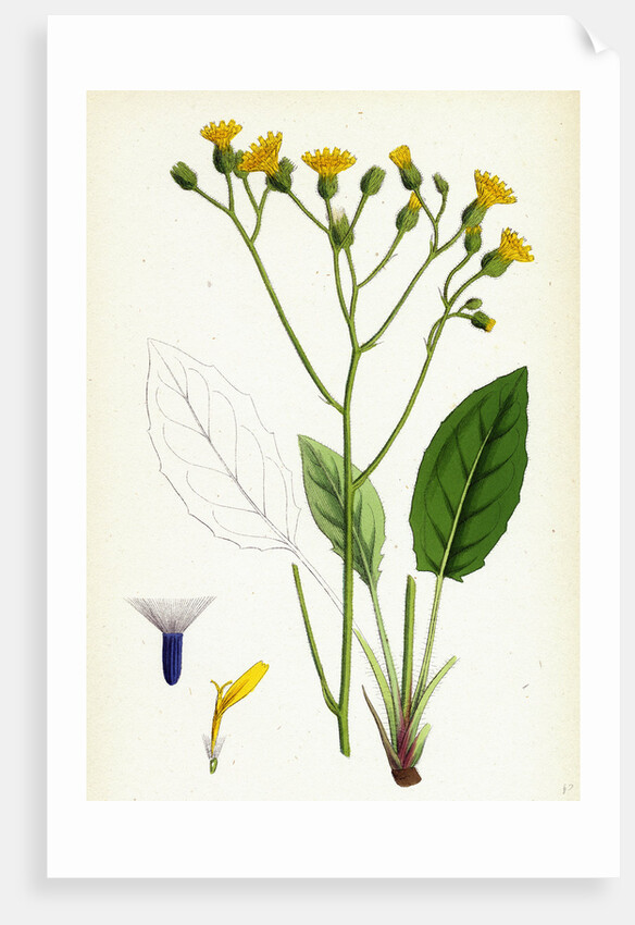 Hieracium Murorum Wall Hawkweed by Anonymous