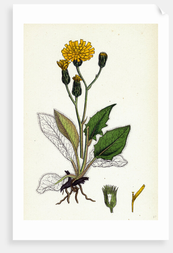 Hieracium Caesium Caesious Hawkweed by Anonymous