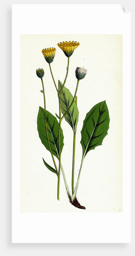 Hieracium Flocculosum Stellately-Downy Hawkweed by Anonymous