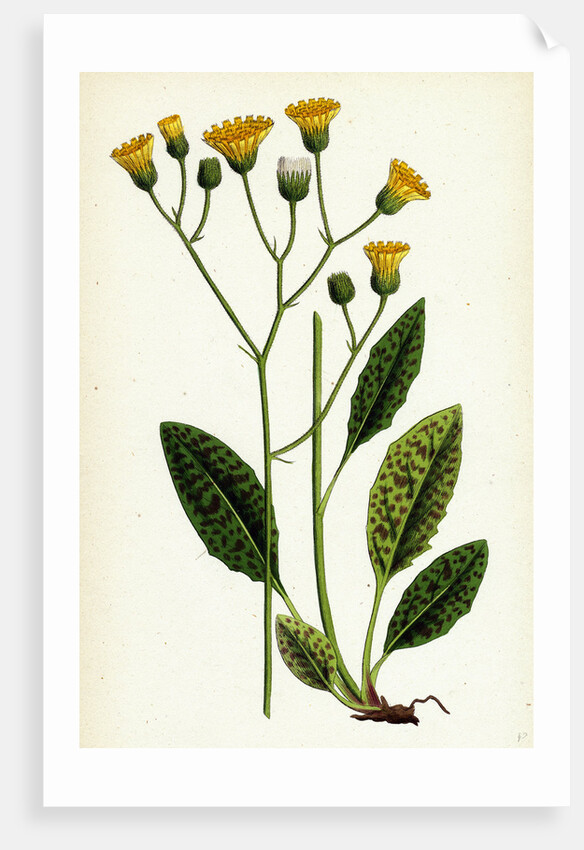 Hieracium Maculatum Spotted Hawkweed by Anonymous